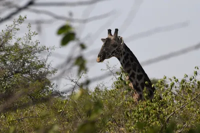 DSC_3447 (Large).JPG